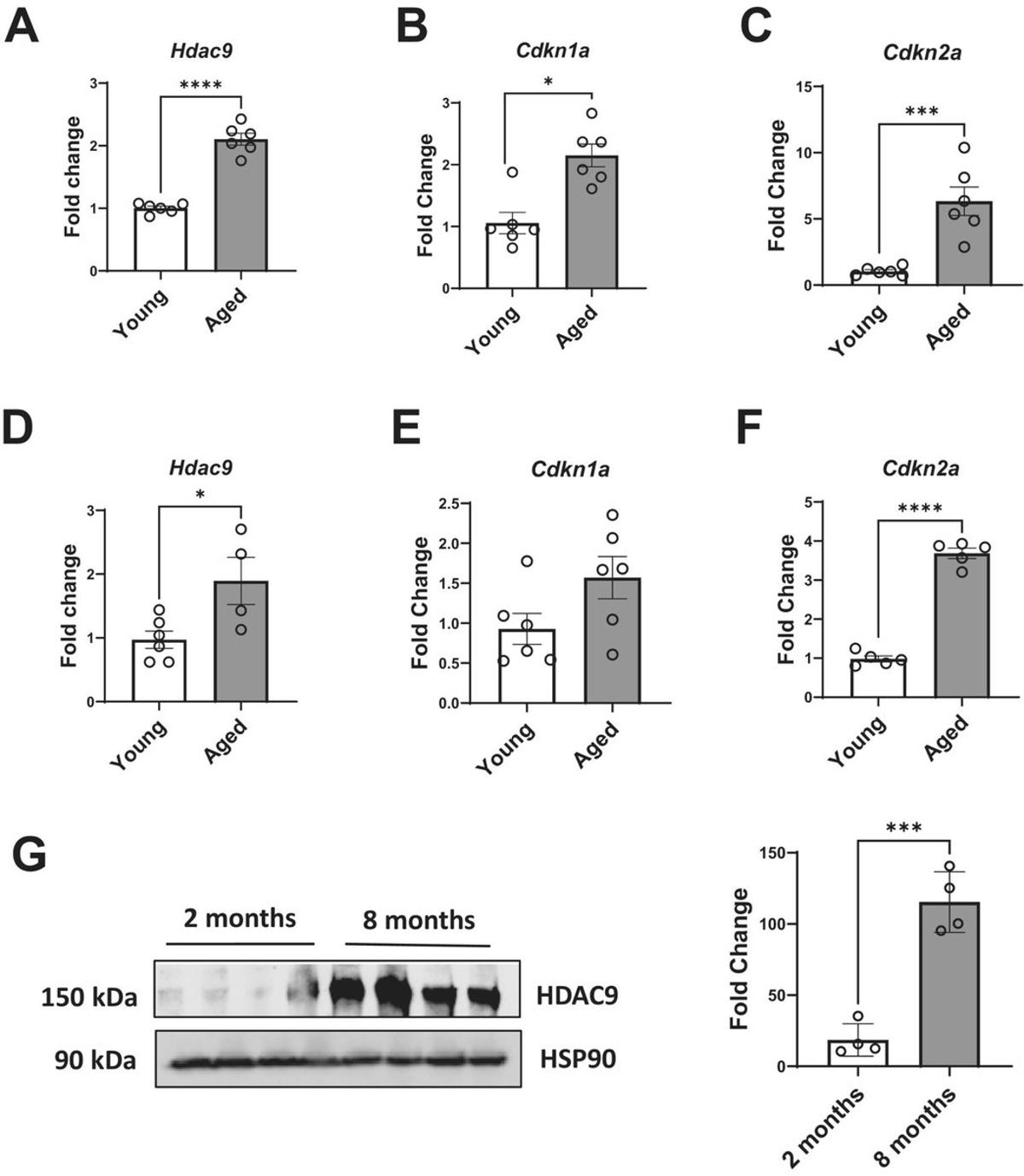 HDAC9 Deletion Reverses Age‑Related Fat Cell Decline