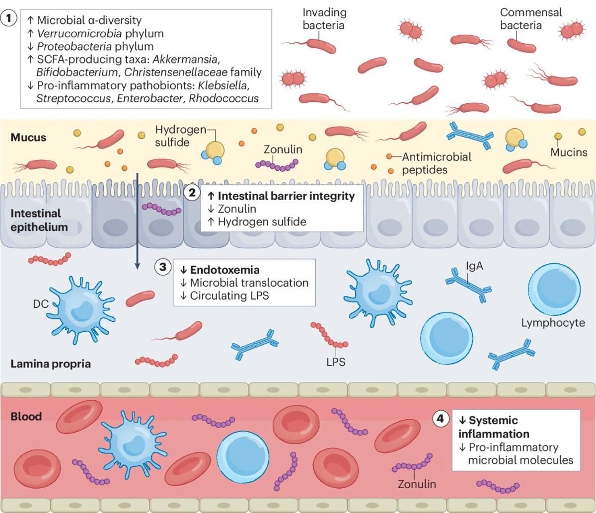 Centenarians Preserve Gut‑Immune Barrier Unlike Aging