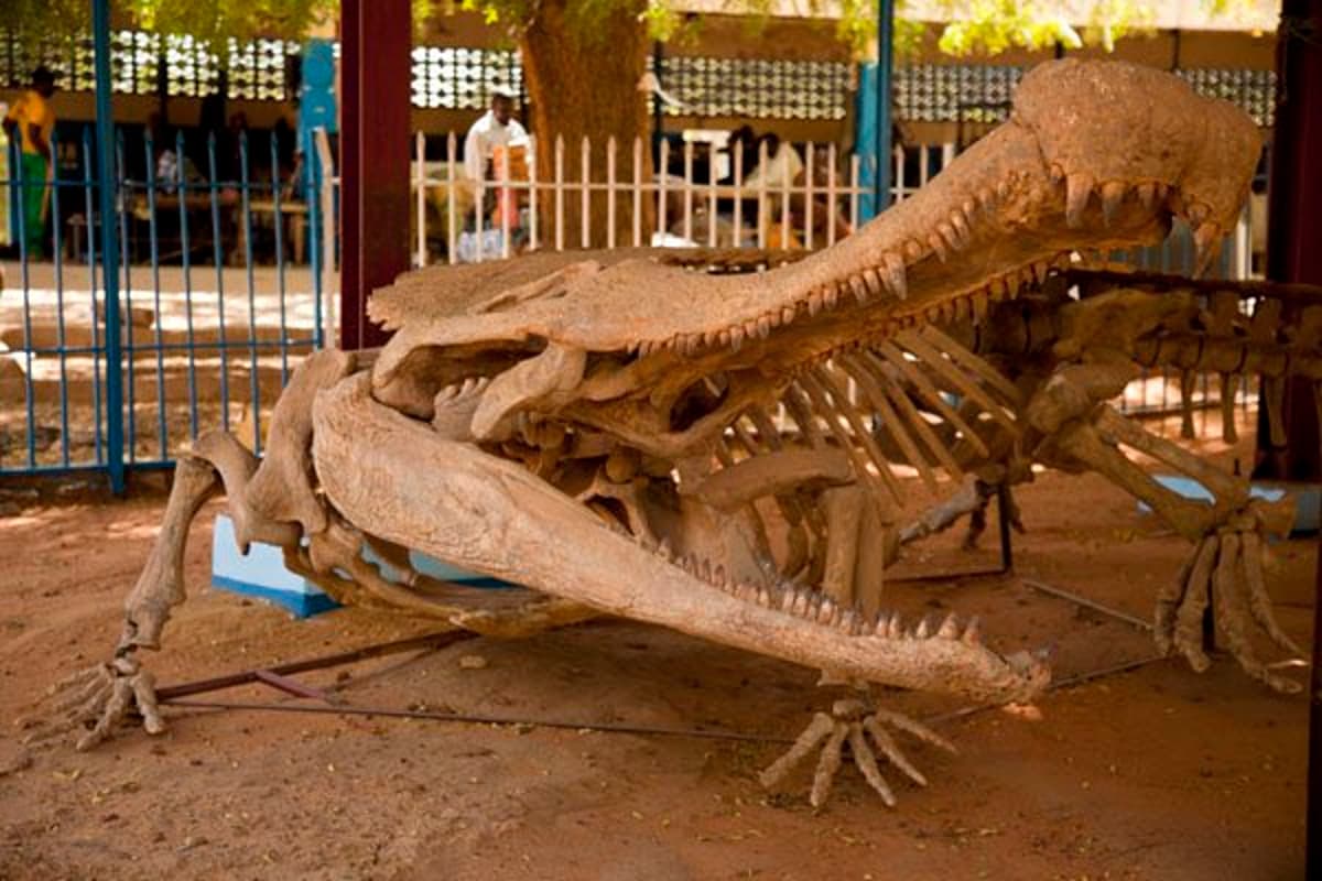 Niger Desert Yields Giant Croc‑like Dinosaur Fossil