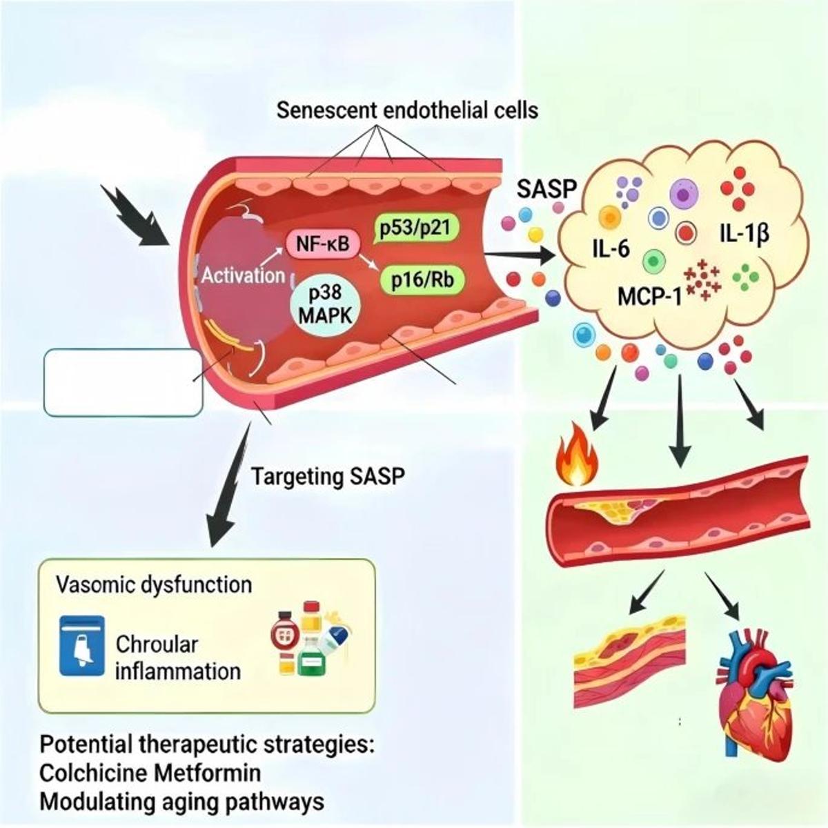 SASP Links Endothelial Senescence to Cardiovascular Disease