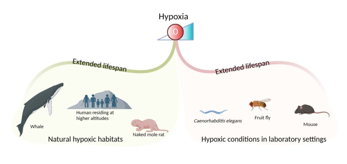 Low Oxygen May Extend Lifespan, Study Suggests