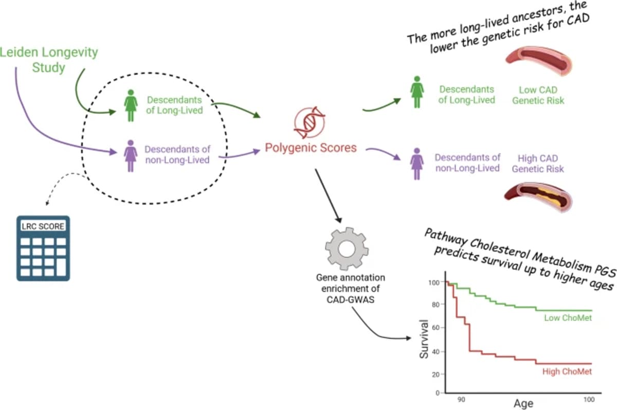 Low CAD Genetic Risk Drives Multigenerational Longevity