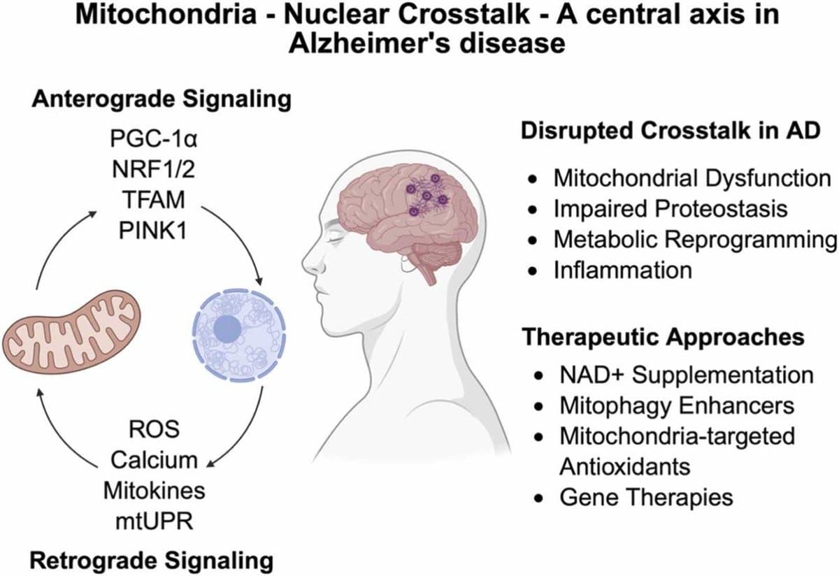 Mito‑Nuclear Communication Breakdown Drives Alzheimer’s Pathology
