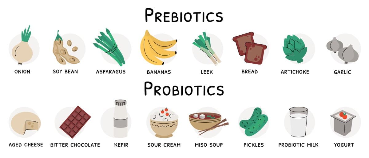 Daily Prebiotics & Probiotics Protect Gut and Health