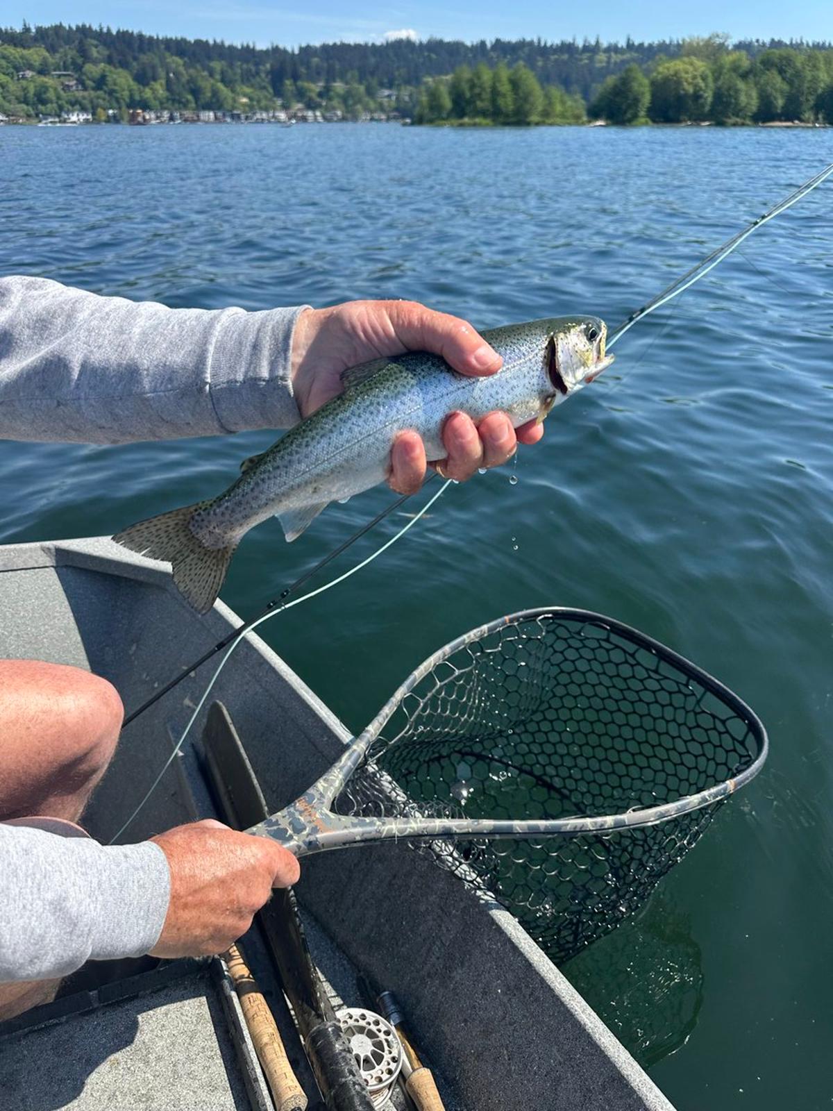 Trout Devour Hatchery Salmon Fry on Lake Sammamish