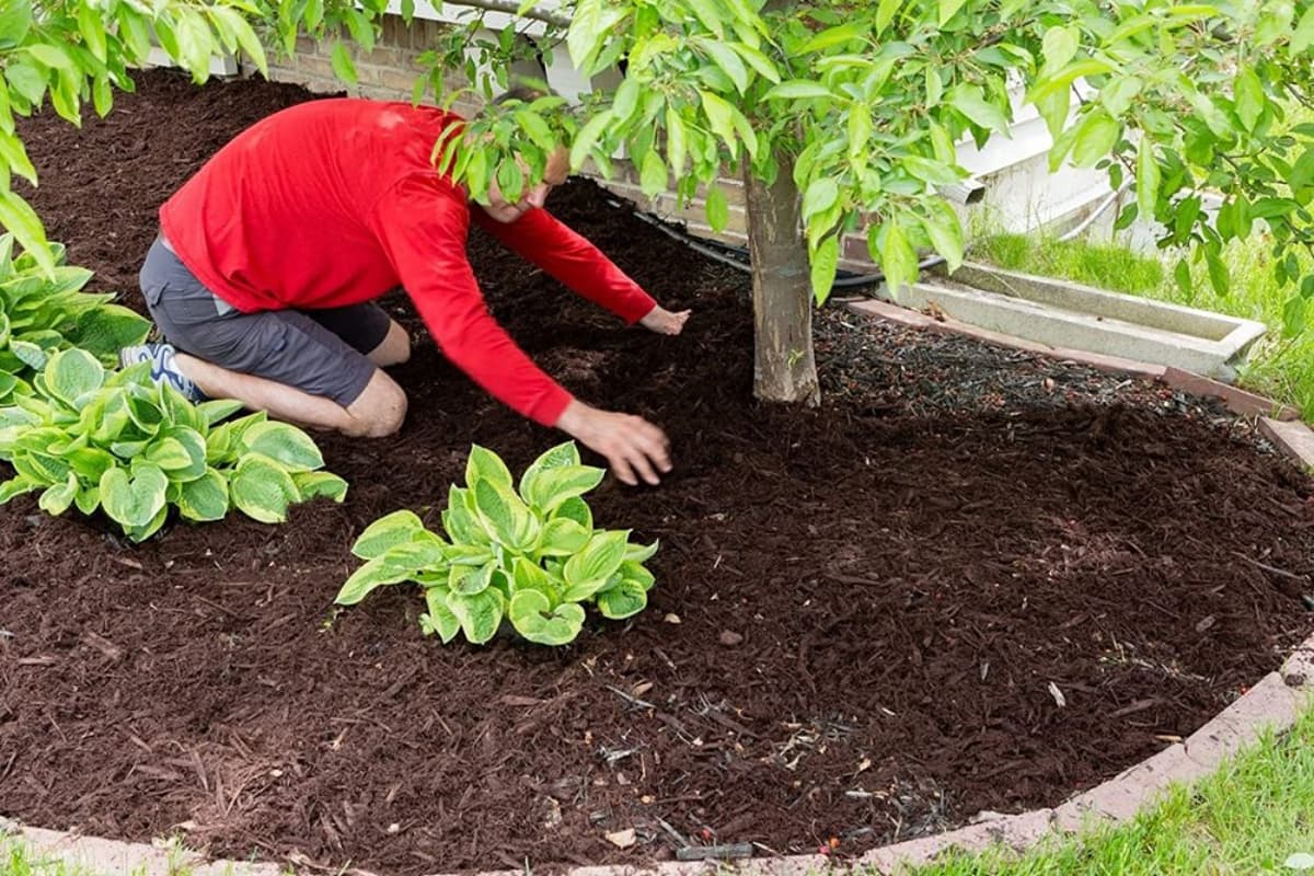 Choose Mulch That Improves Soil, Not Just Covers