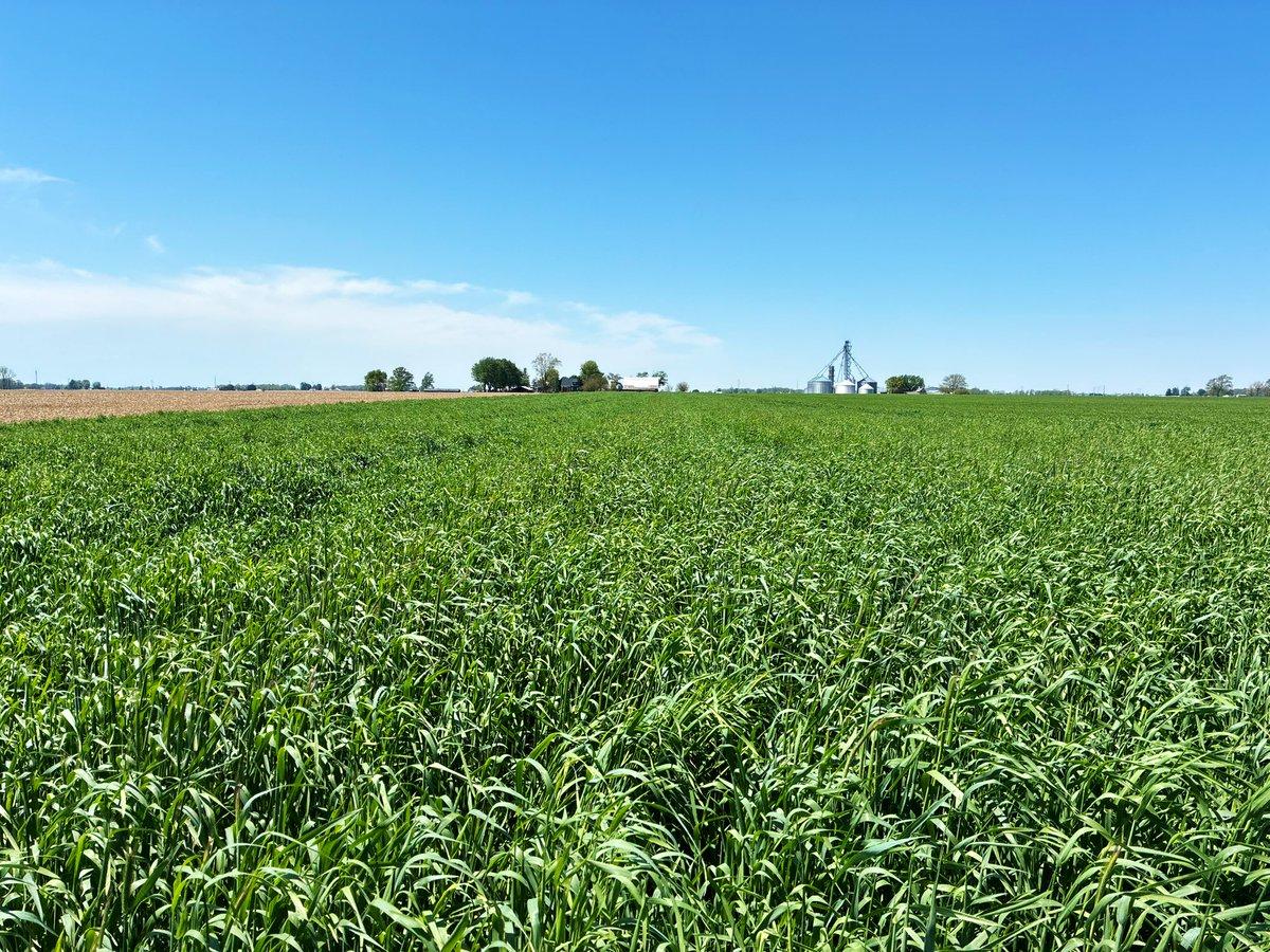 Rye Pre‑seed Boosts Corn Stand, Enabling Multi‑use Options