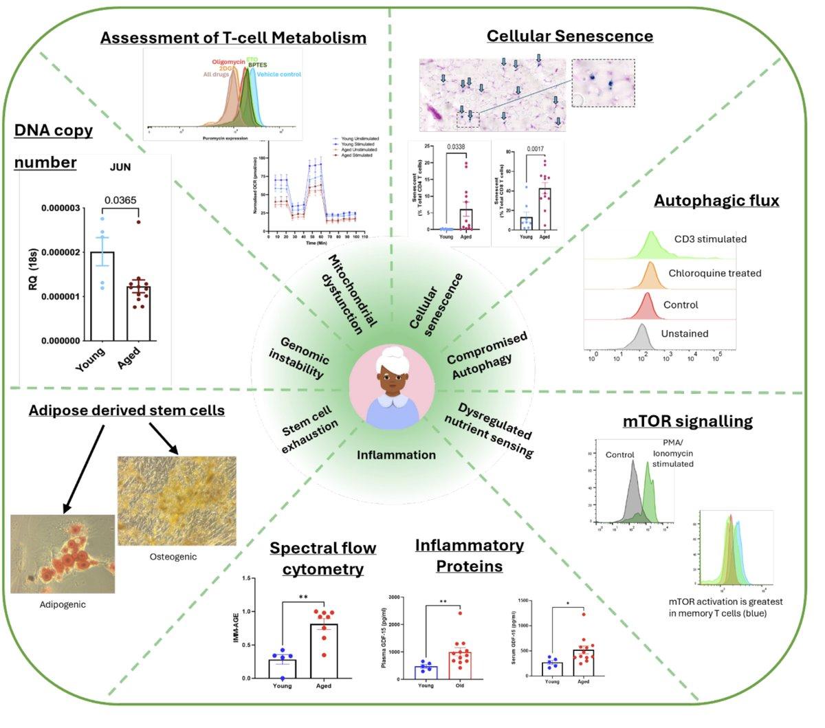 New Toolkit Maps Human Ageing Hallmarks for Translation