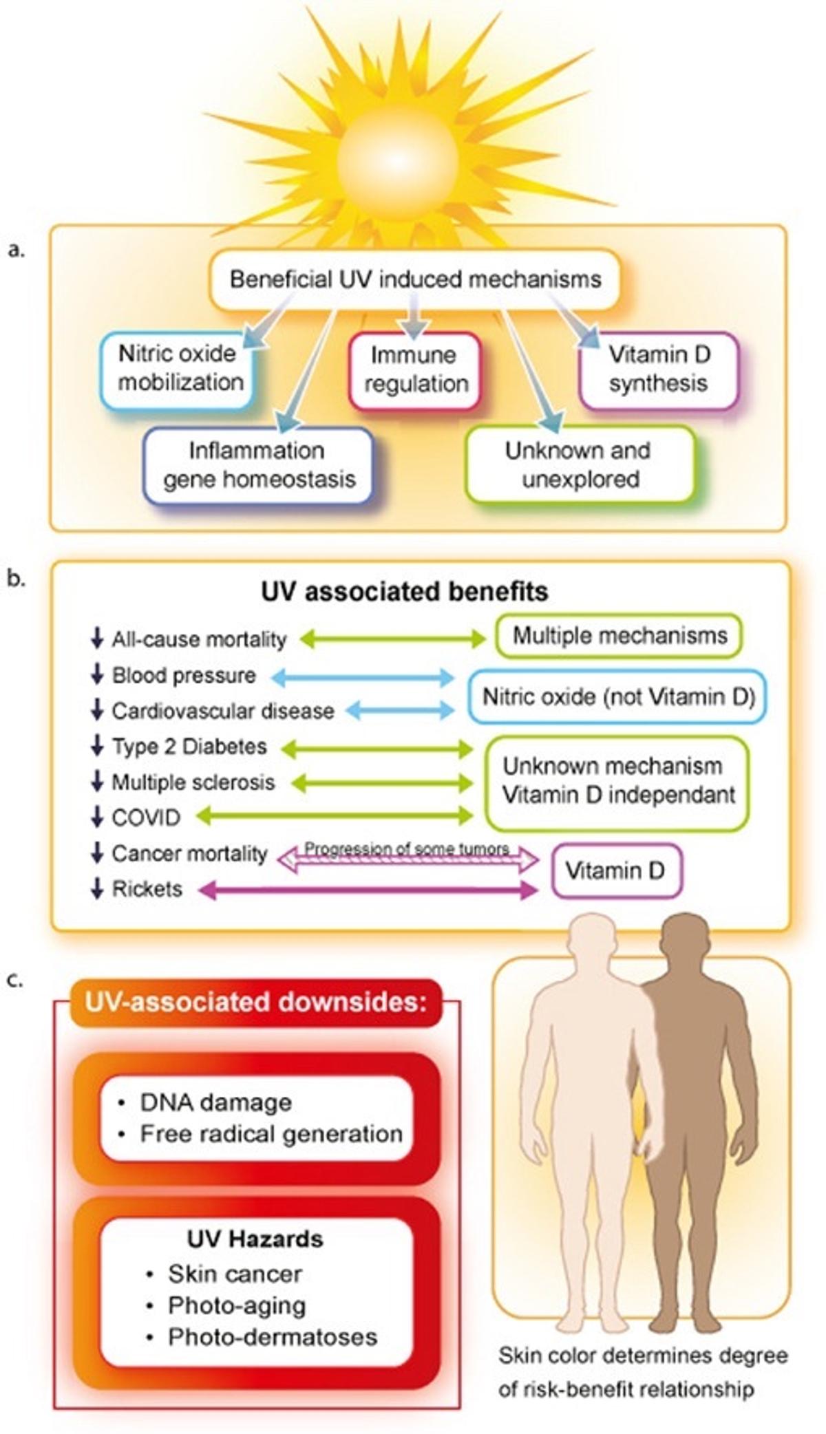 Sunlight Boosts Heart Health Beyond Vitamin D