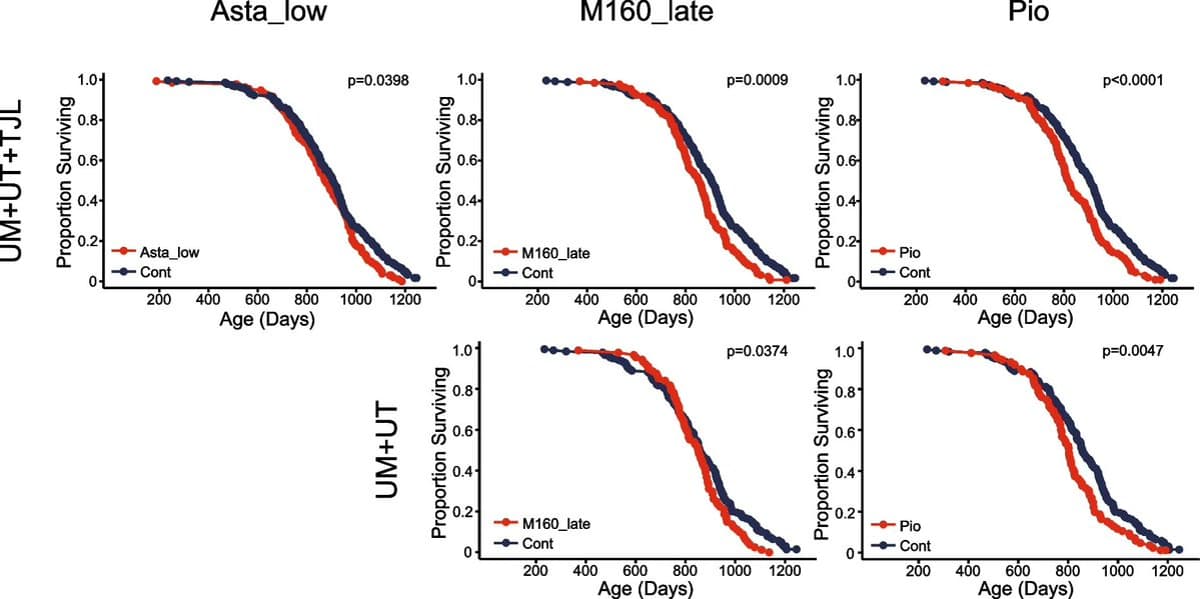 Astaxanthin's Lifespan Boost Hinges on Dose and Timing
