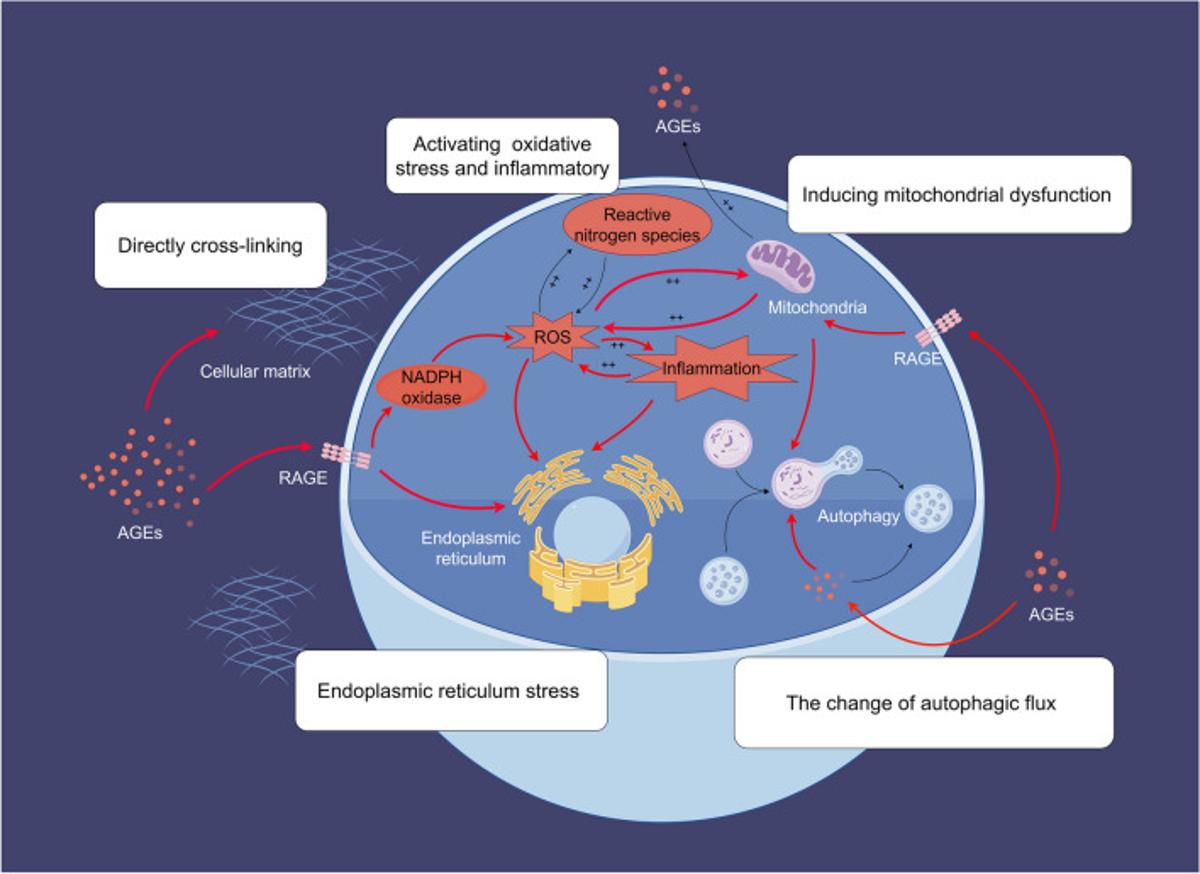 RAGE Gene Therapy Cuts Inflammation, Not Lifespan