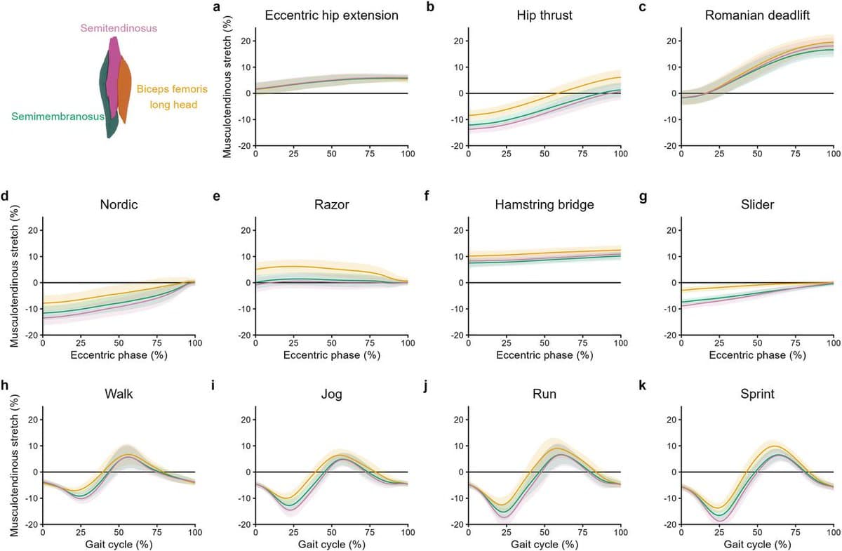 RDL Generates More Hamstring Force Than Max Sprint