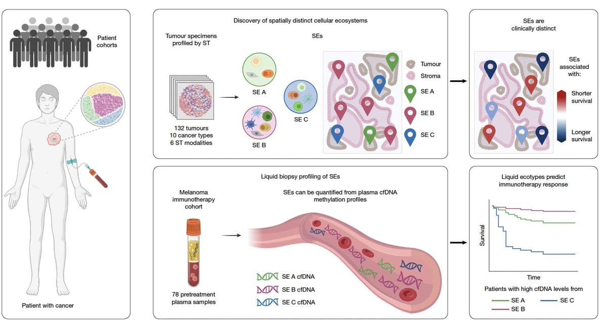 Blood Test Now Gauges Tumor Microenvironment Non‑invasively