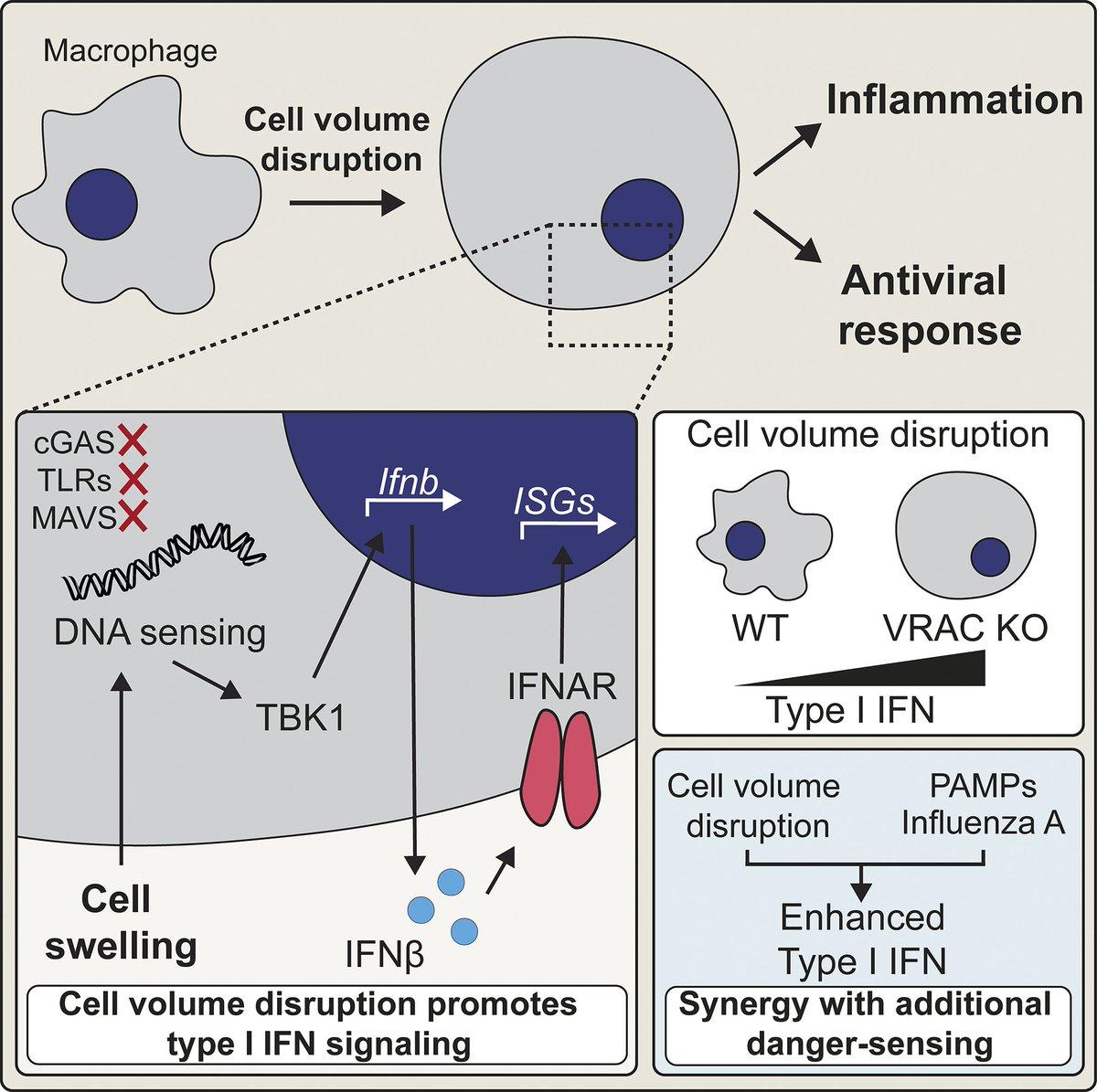 Macrophages Detect Threats Through Cell Volume Shifts