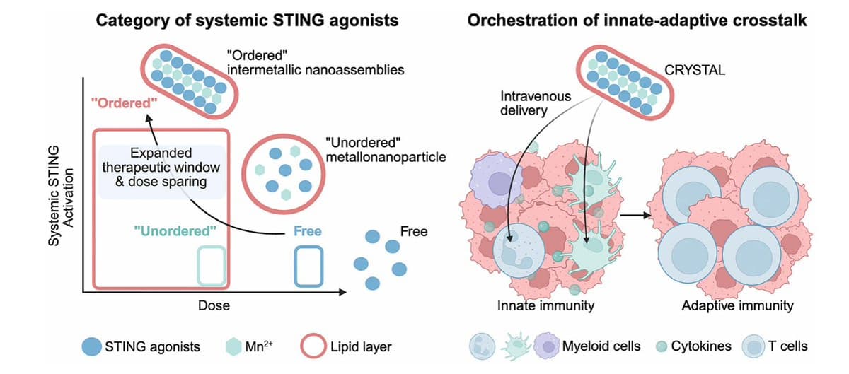STING Pathway Emerges as New Cancer Immunotherapy Frontier