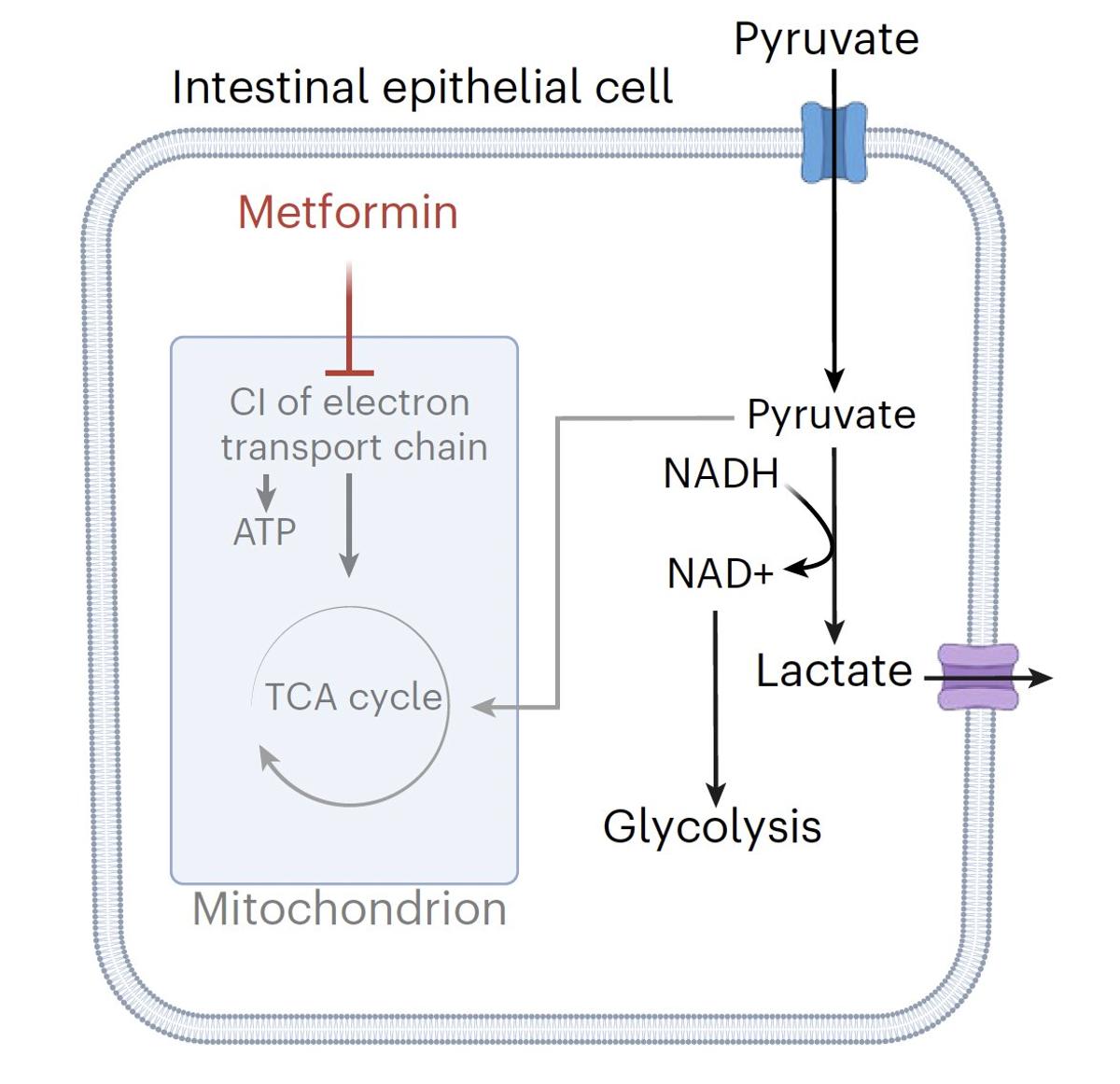 Metformin's Primary Action Is Gut, Not Liver