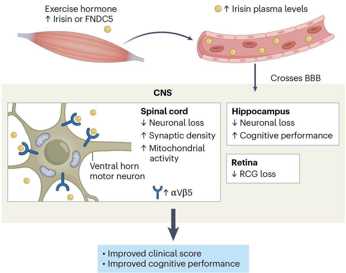 Muscle Hormone Irisin Shields Brain Cells in MS Model