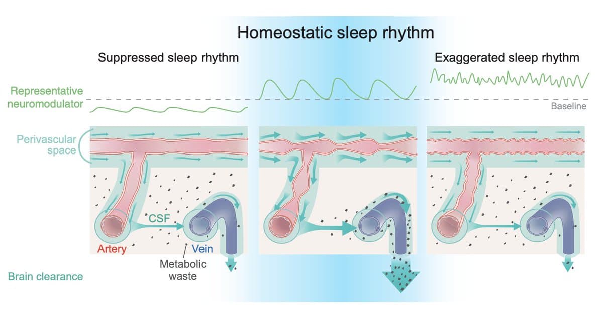 Sleep's Complex Physiology Links Directly to Dementia Risk