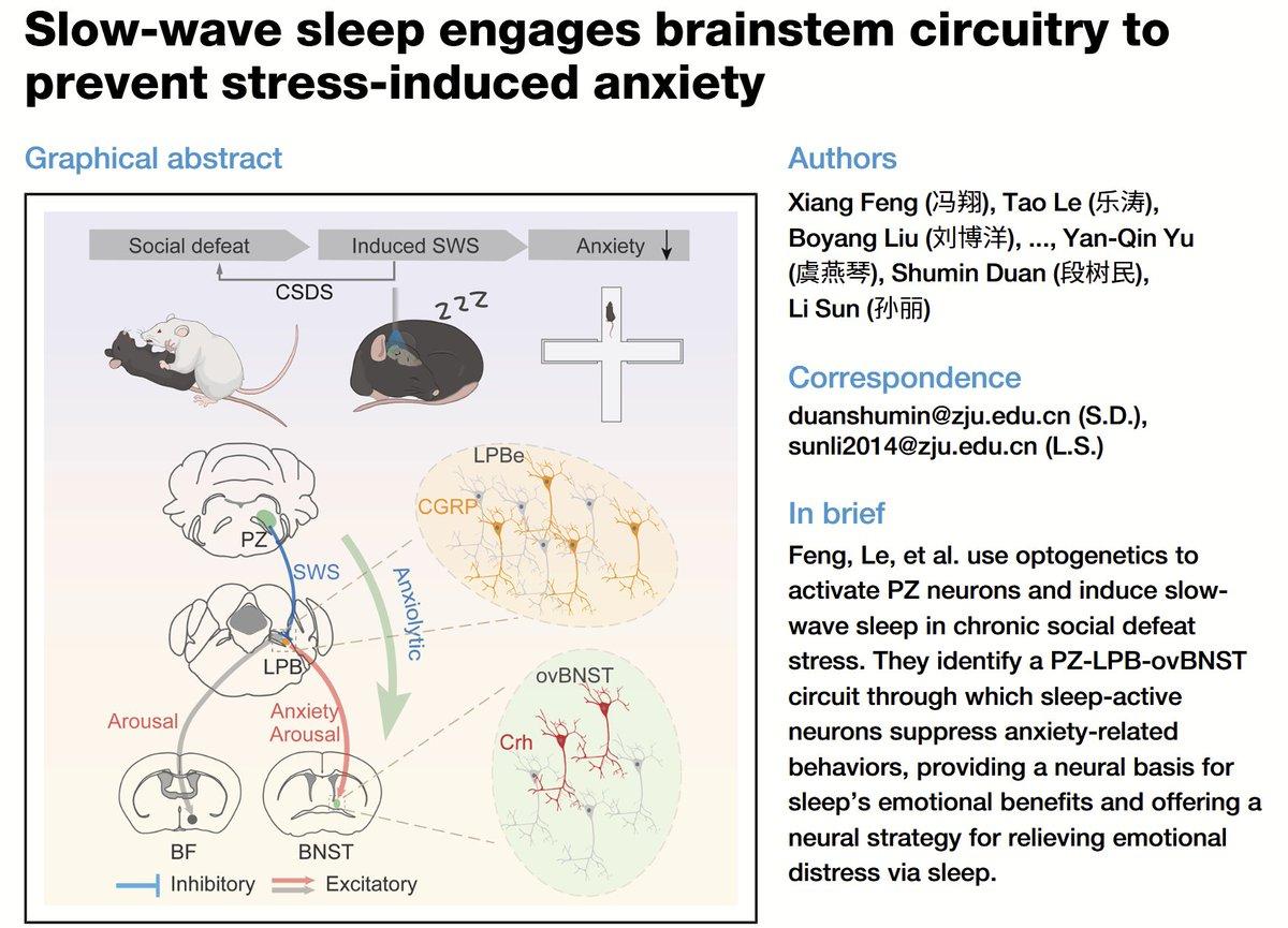 Deep Sleep Circuit Silences Stress, Reduces Anxiety