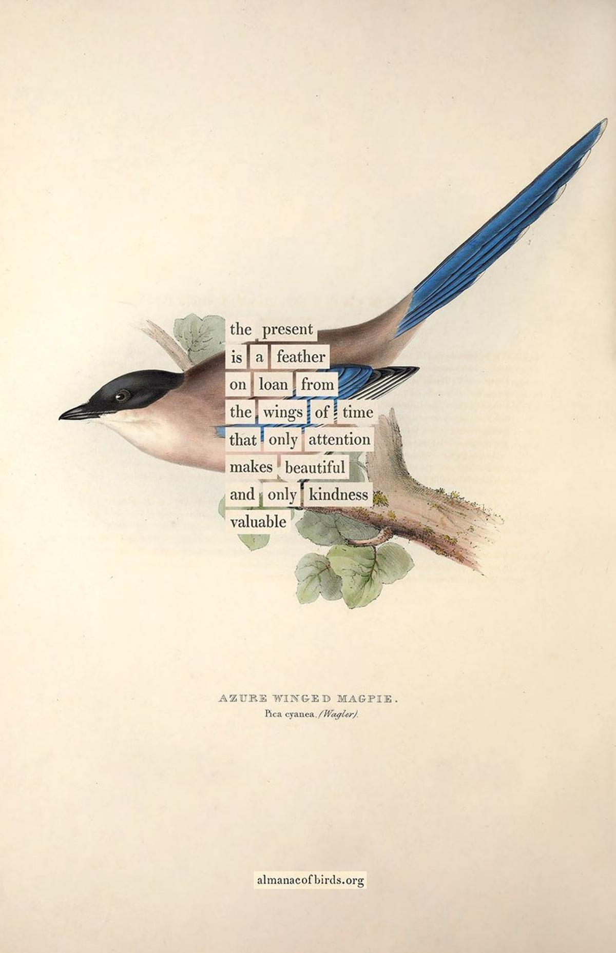 Daily Bird Divination: A Prayer for Presence