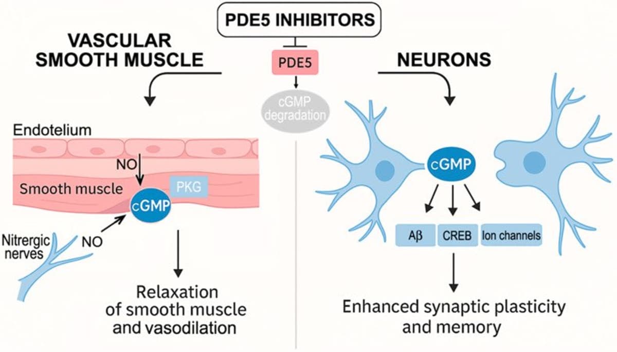Low‑dose Cialis May Protect Brain Vascular Health, Curb Dementia