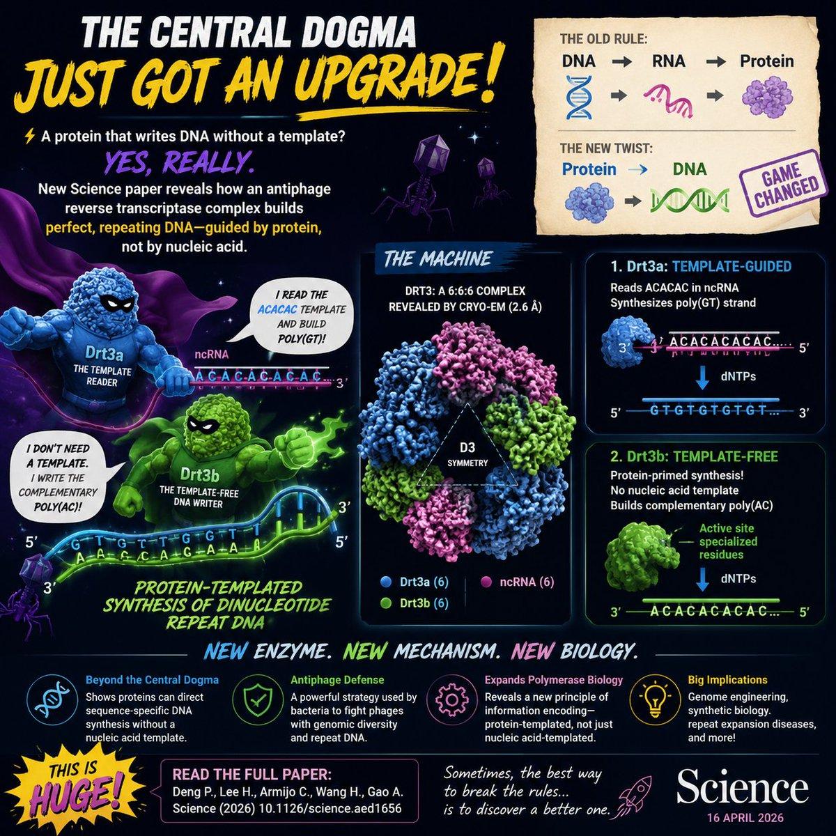 Proteins Can Directly Template Sequence‑Specific DNA Synthesis