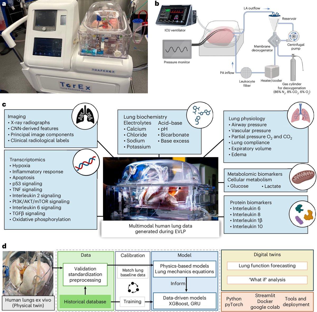 Digital Twins of Human Lungs Personalize Therapy Assessment