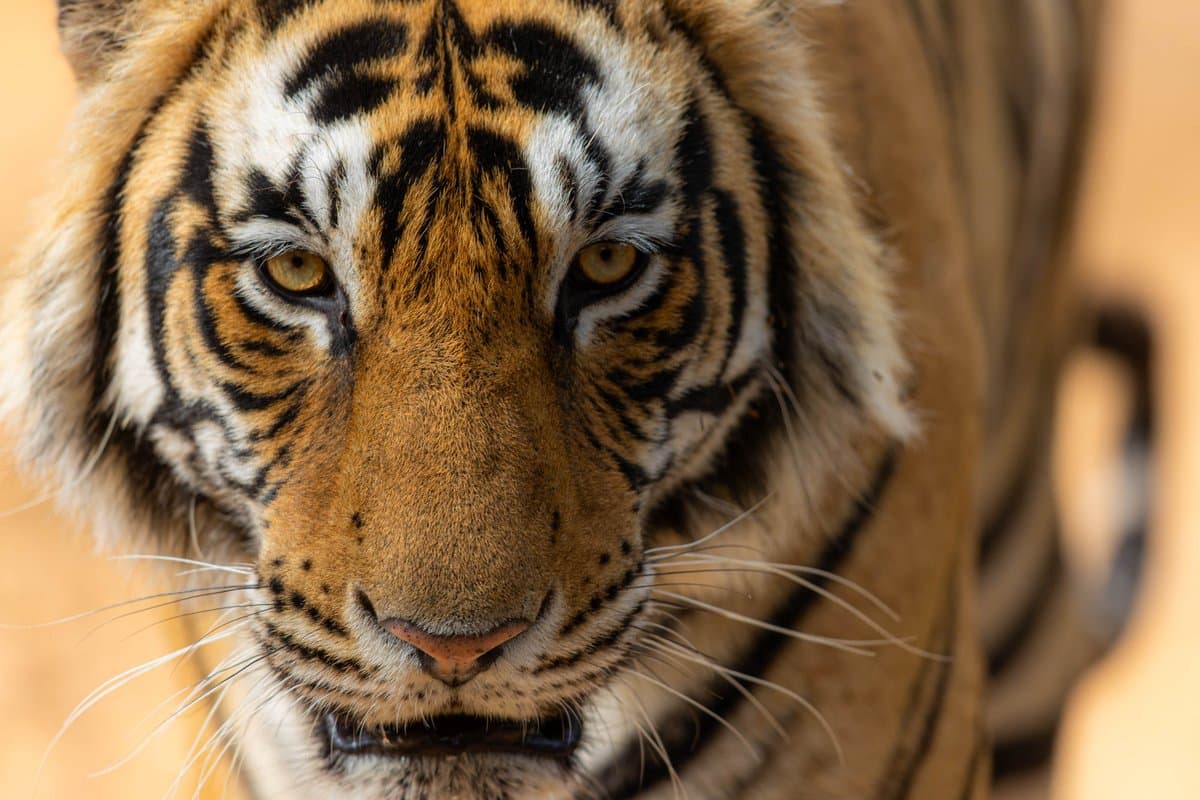 New Indian Tiger Video Drops Tomorrow, Featuring Stunning Photo