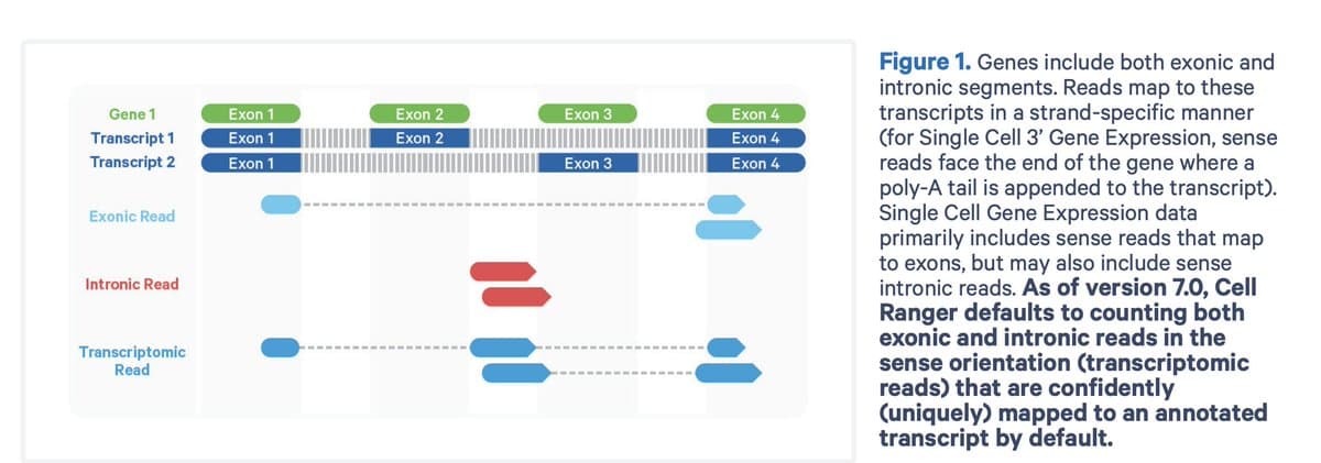 Intronic Reads in 10x scRNA‑seq Reveal Hidden Biology