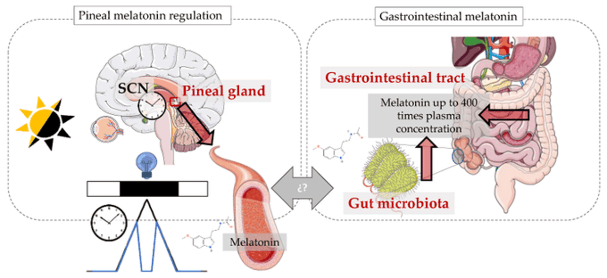 Gut Melatonin Links Sleep, Circadian Rhythm, and Microbiome