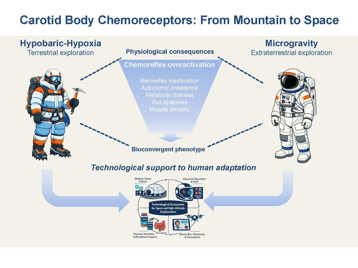 Carotid Bodies Drive Adaptation to Altitude and Space