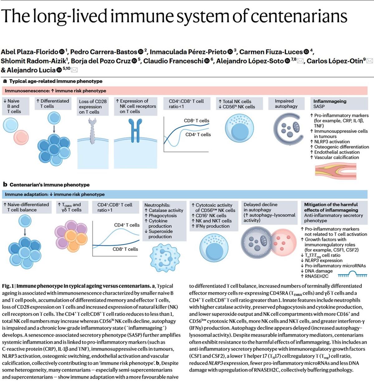 Centenarians Retain Youthful Immune Profile, Hinting at Longevity