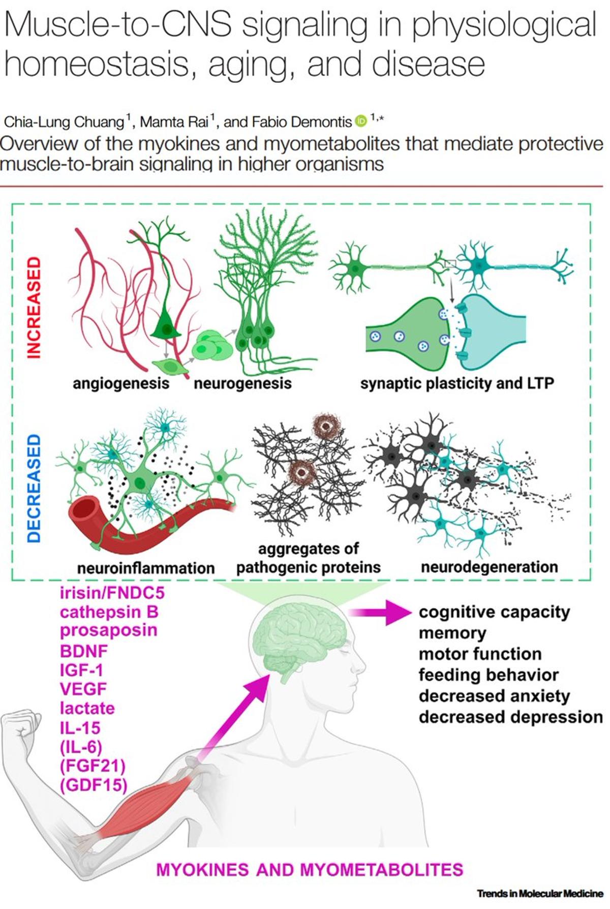 Exercise‑released Myokines Boost Brain, Inactivity Harms Cognition