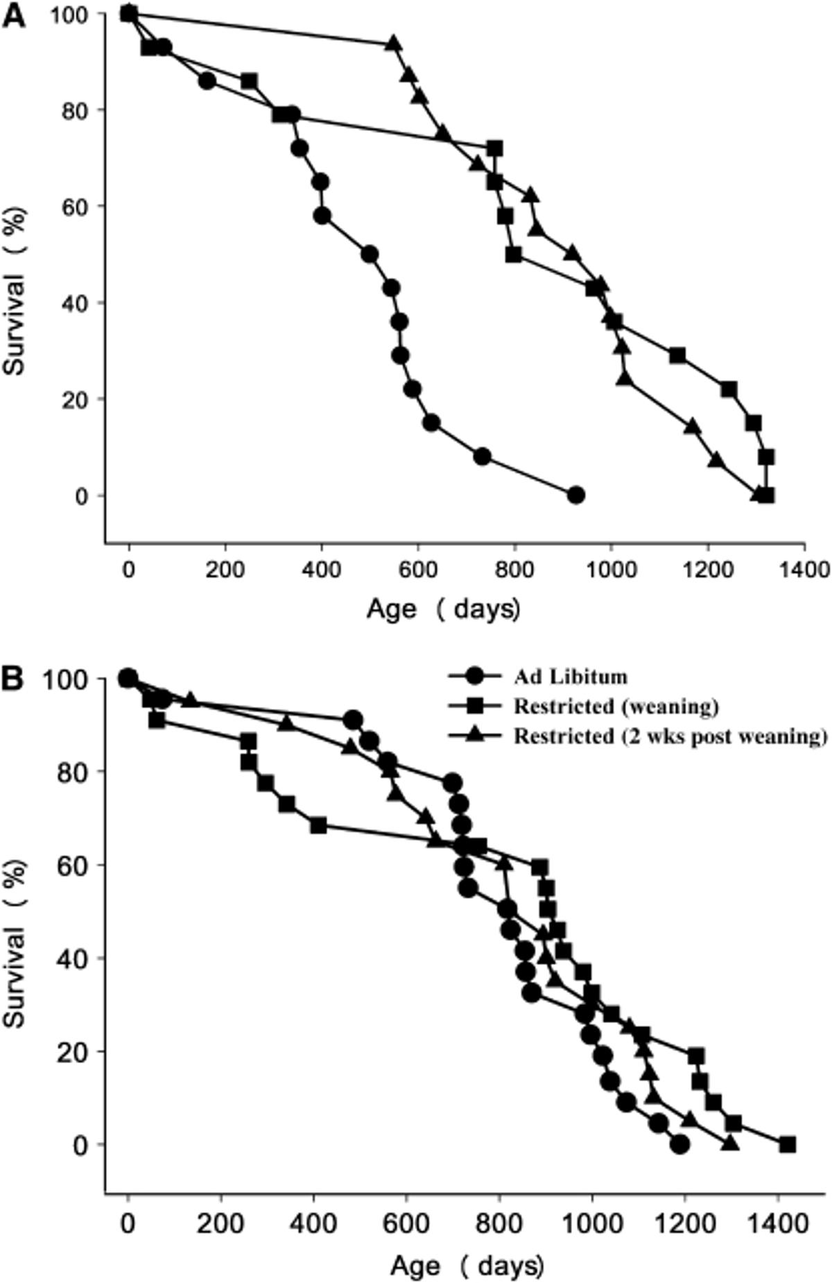 Calorie Restriction: Largest Non‑Genetic Lifespan Boost Discovered