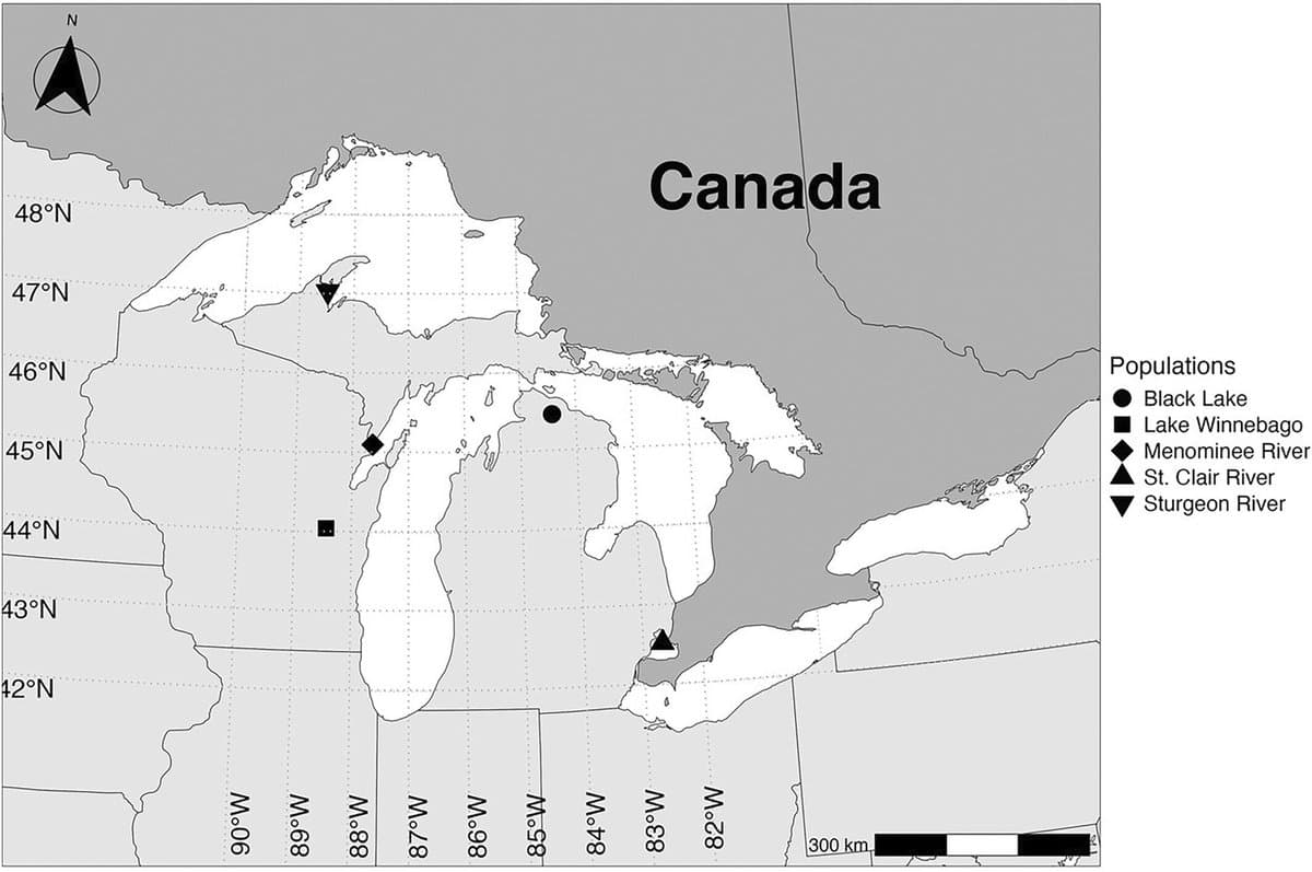 Lake Sturgeons May Live Up to 400 Years