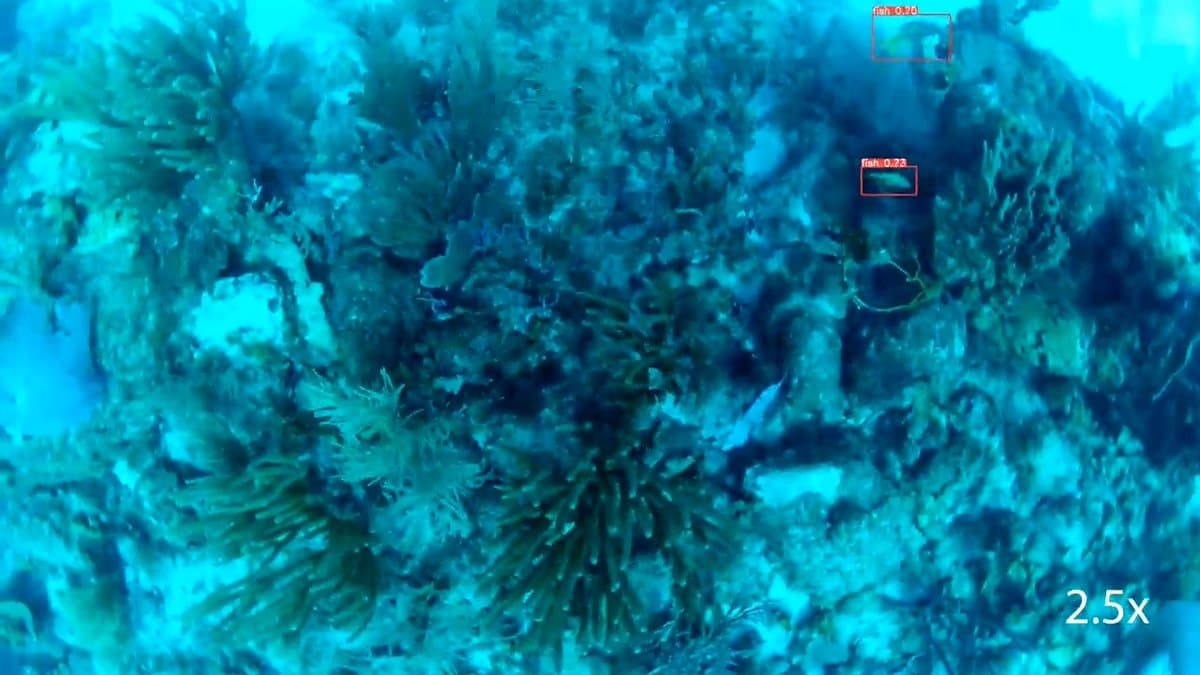 AUV Maps Coral Reef Biodiversity Hotspots Using Sight‑Sound Tracking