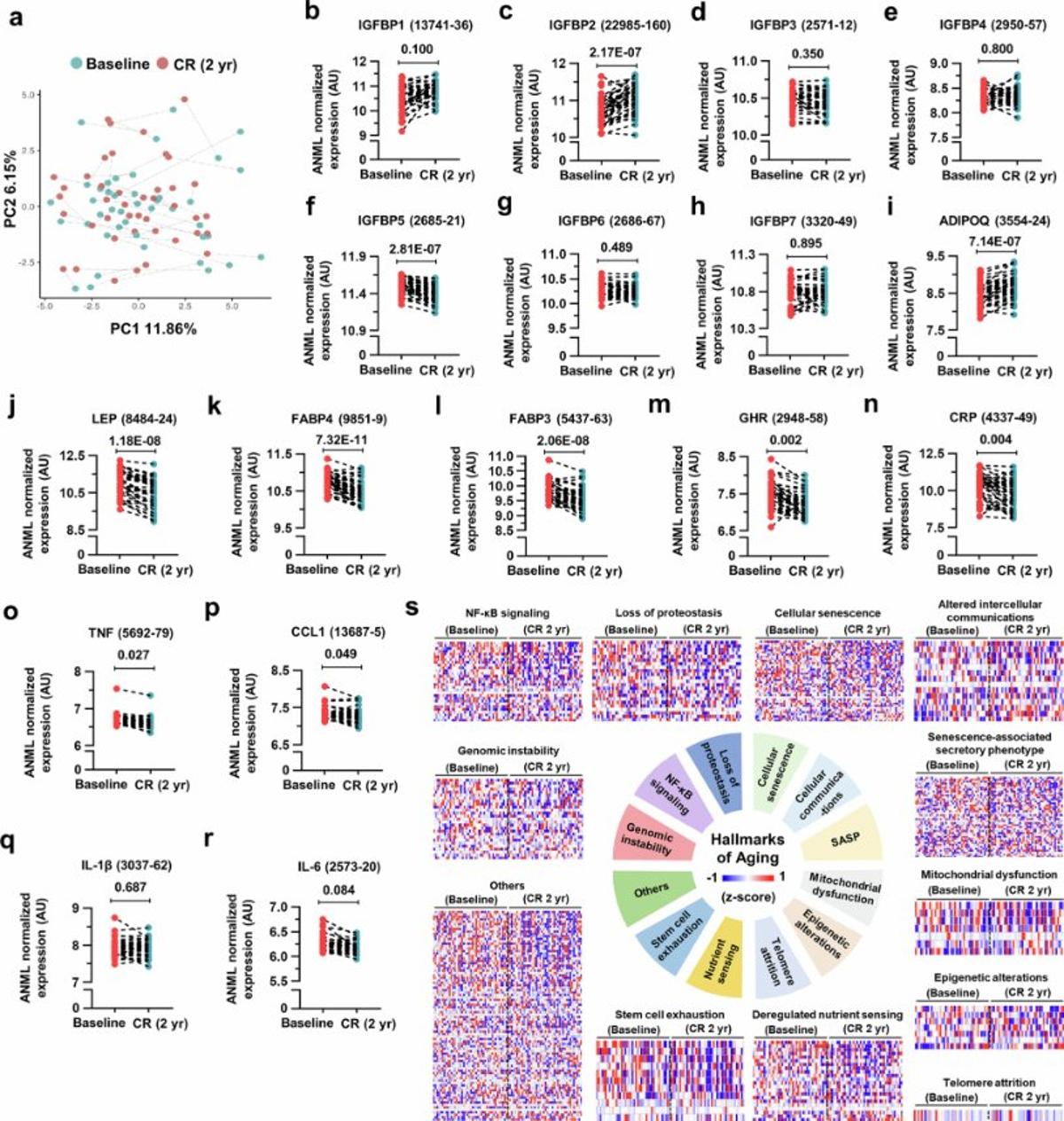 Calorie Restriction Lowers C3a, Curbing Inflammaging