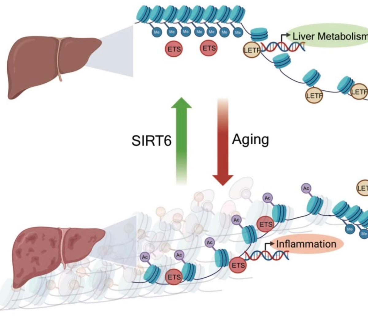 SIRT6 Overexpression Reverses Liver Chromatin Aging