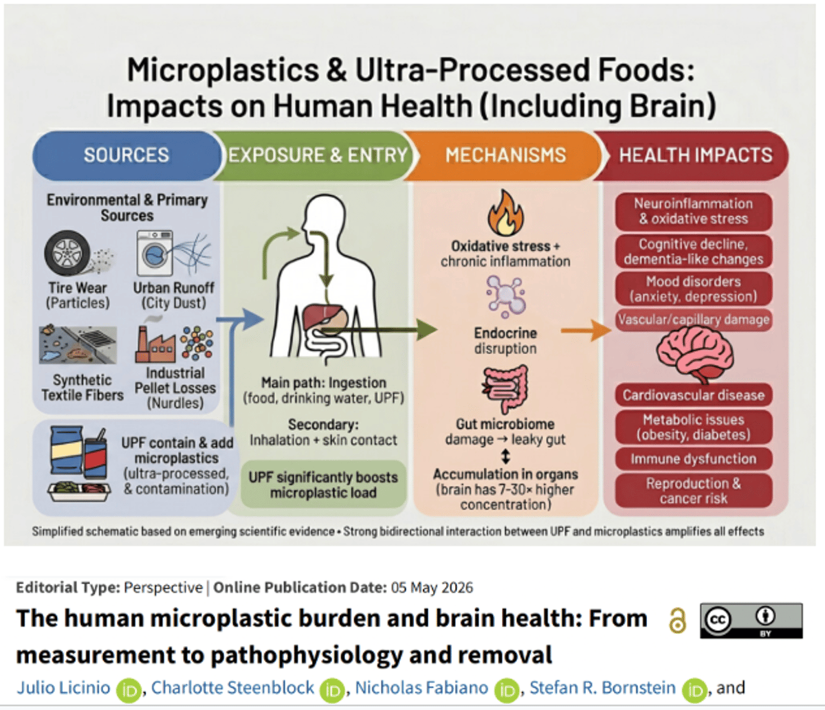 Brain Holds 3,000× More Microplastics Than Blood