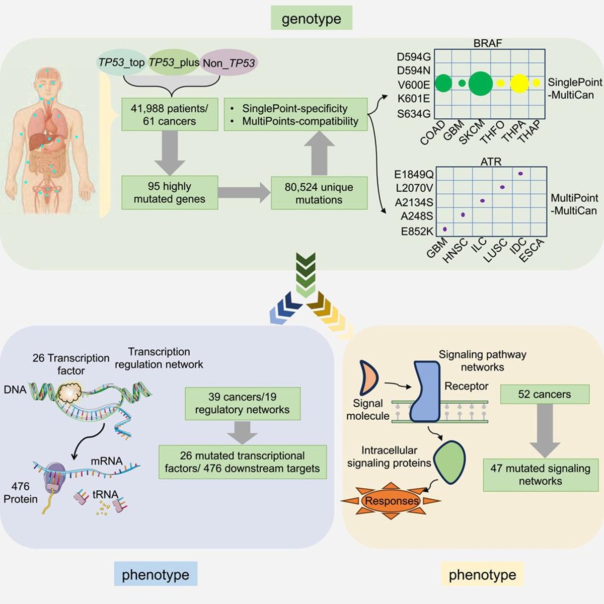 TP53 Classification Uncovers Three Pan‑Cancer Mutation Patterns