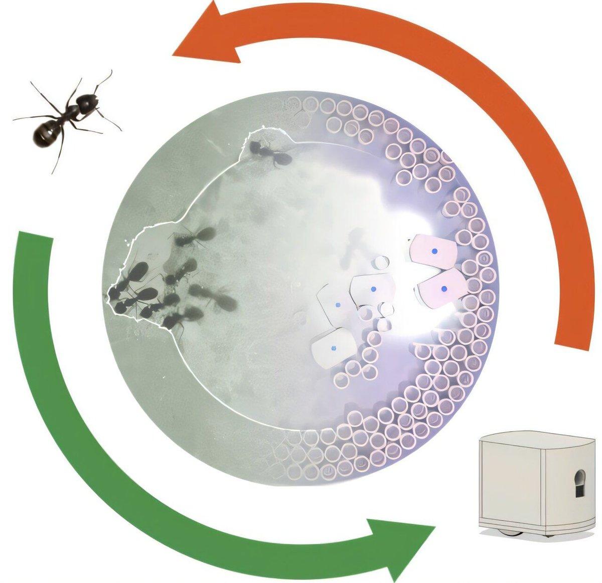 Ant‑Inspired Simple Robots Cooperatively Build and Dig