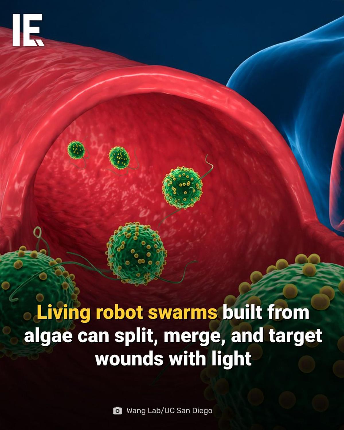 Algae‑Powered Robot Swarms Heal Wounds Using Light