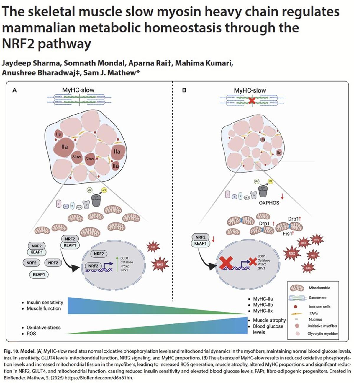 MyHC‑slow Loss Drives Insulin Resistance; Sulforaphane Rescues