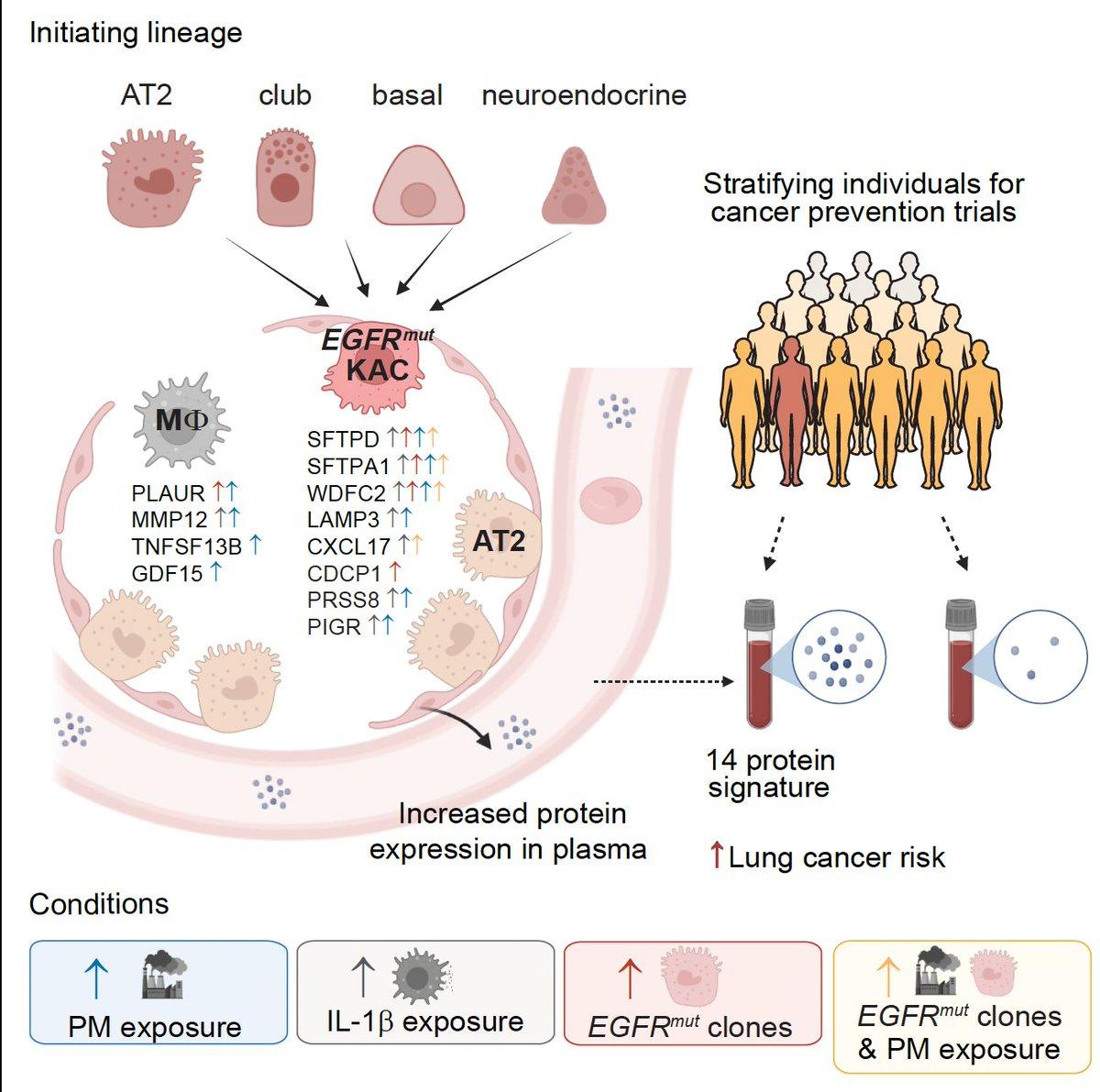 Blood Test Predicts Lung Cancer Risk Years Early