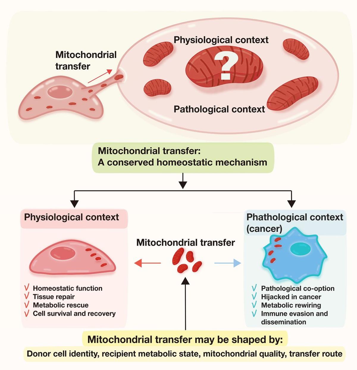 Mitochondrial Transfer Fuels Cancer Cell Death and Inflammation