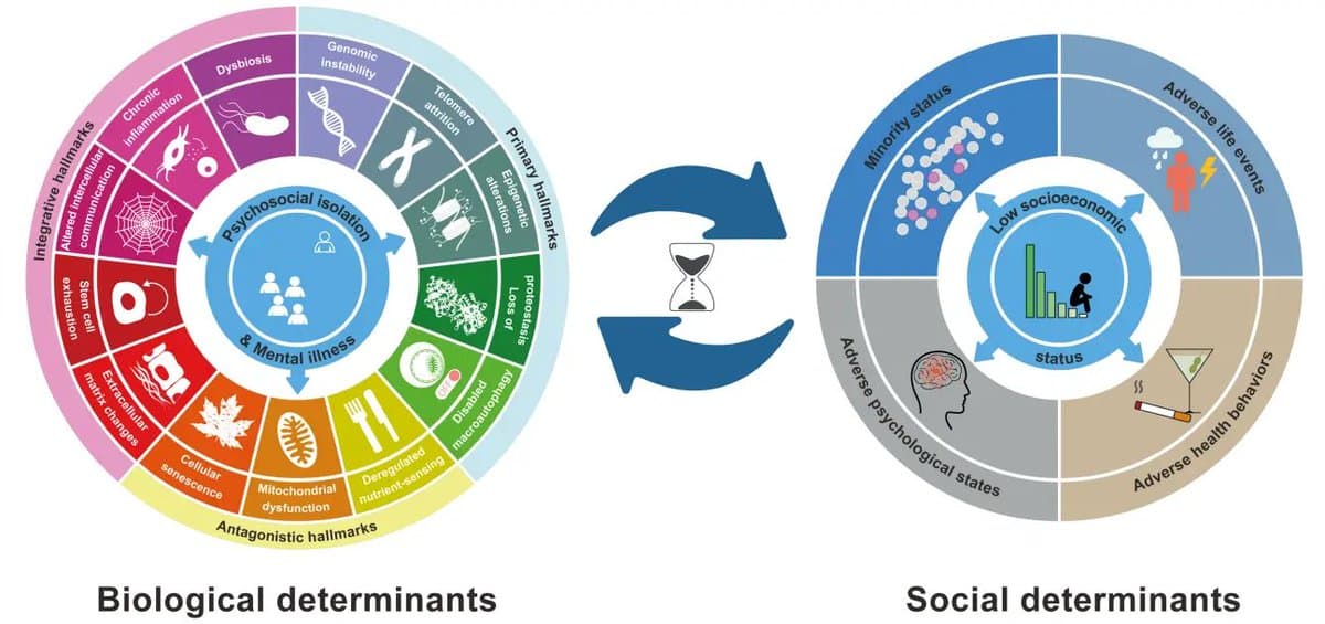 ECM Remodeling and Social Isolation Added as Aging Hallmarks