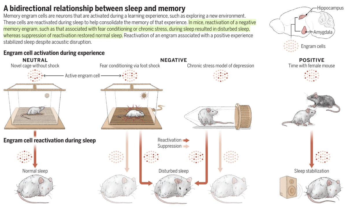 Bad Memories Can Disrupt Sleep, Not Just Vice Versa