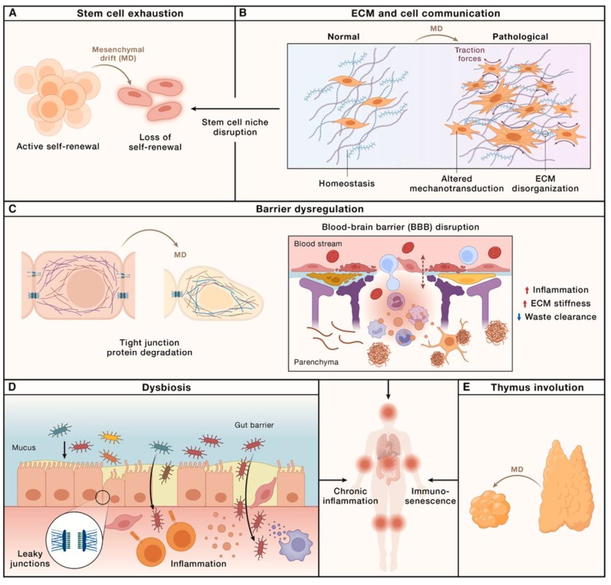 Reversing Mesenchymal Drift Could Extend Healthspan
