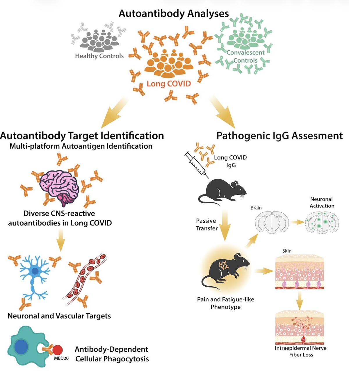 Long COVID Autoantibodies Bind Tissue, Cause Disease in Mice