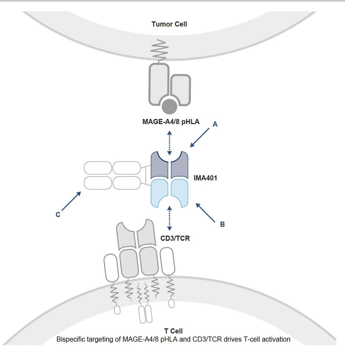 Bispecific T‑cell Engager Shows Promising Responses in Refractory